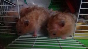 Hamsters