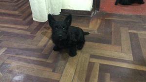 Hermosas cachorras scottish terrier