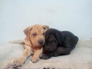 Hermosos cachorros sharpei de padres con pedigri padres