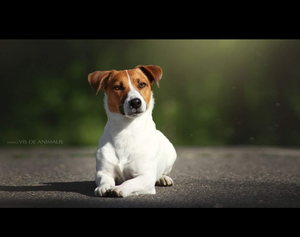 Jack Russell Terrier hermoso da servicio de monta