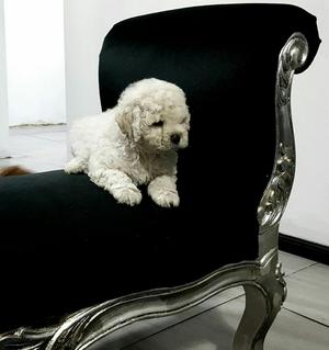 Lindos Bichon Frise