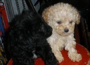 POODLE TOY HENBRA MACHO COLOR NEGRO Y BLANCO CHAMAPAGNE