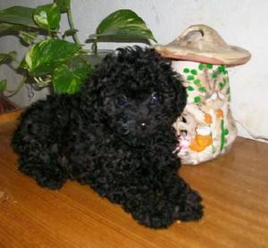 POODLE TOY NEGRO BLANCO CHAMPANE MACHO HENBRA