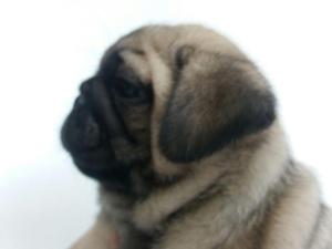 PUG CACHORRO