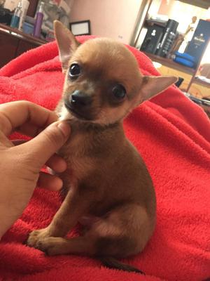 Perrito Chihuahua