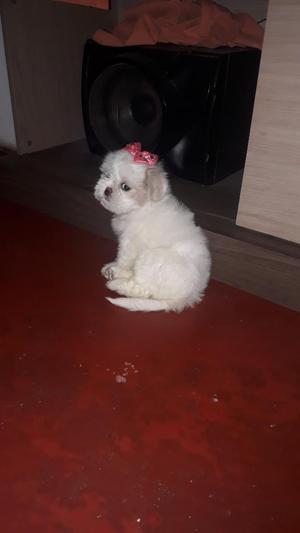 Perrito Raza Shitzu