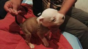 Pitbull Cachorros de Un Mes Disponible