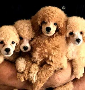 Poodle Caniche Apricot Blancos