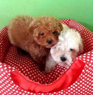 Poodle Disponibles Toys