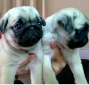 Pug Carlineo