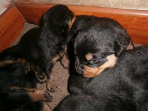 ROTTWEILER EN SANTA ANITA LIMA