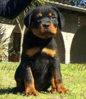 Rotweiller