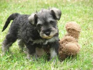 Schnauzer