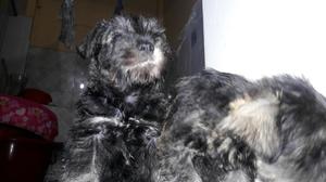 Schnauzer Mini