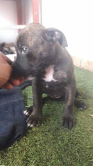 Se Vende Cachorros Fusion Bully