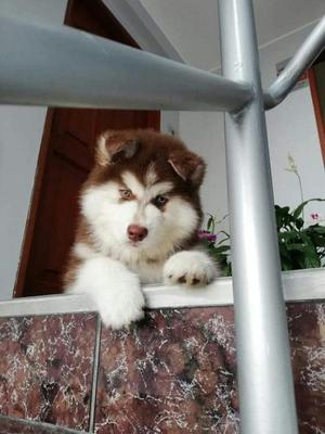 Siberian Husky Cachorro