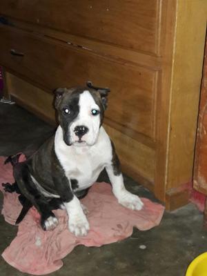 Vende Cachorrita Fusion Bully