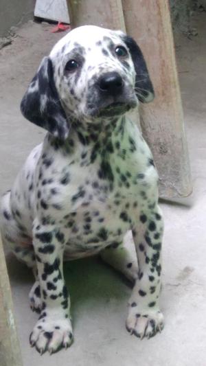 Vendo Cachorro Dalmata