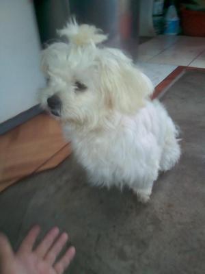 Vendo Hermosa Perrita Chitzu Original