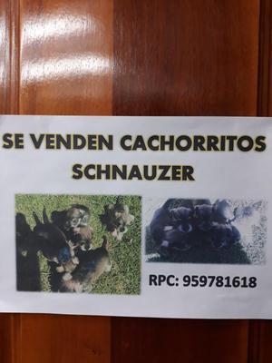 Vendo Hermosos Cachorritos Schnauzer