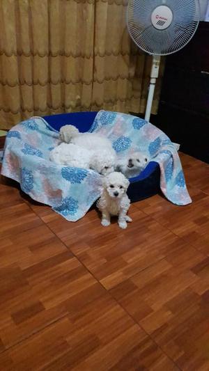 Vendo Lindos Poodle Dos Meses de Nacidos