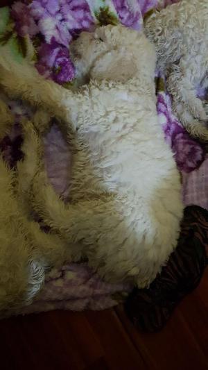 Vendo Lindos Poodle de Dos Meses