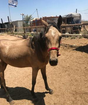 Vendo jaquimas para caballos