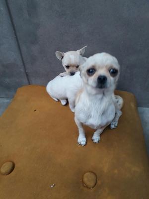 Venta de Chihuahuas 750