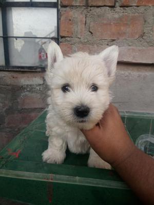 Westie West Highland White Terrier