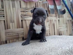 pitbull cachorro