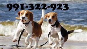 spectaculares cachorros beagle tricolores 13 pulgadas