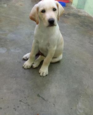 vendo perro labrador color hueso