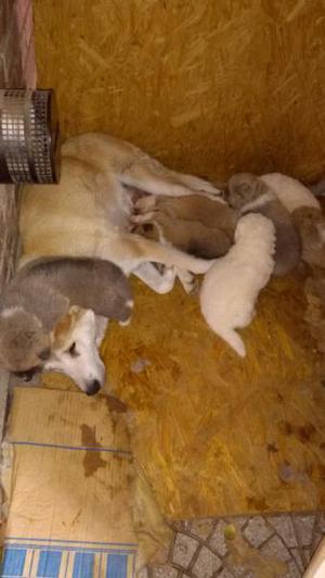 AKITA EN LIMA SANTA ANITA OFREZCO FINOS CACHORROS