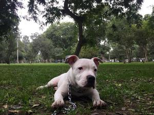 American bully