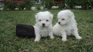 BICHON FRISE PRECIOSOS MIS CACHORRITOS