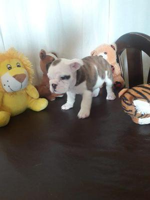 BULLDOG INGLES BELLOS CACHORRITOS CACHORRITOS  SOLES EN