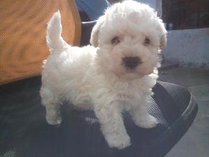 Bichon frise,lindos motitas, blancos, cl.