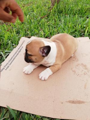 Bulldog Francés Cachorros