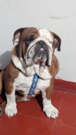 Bulldog Ingles Pedregal