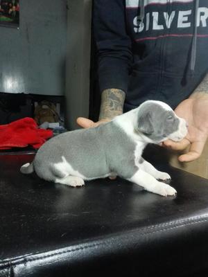 Bully Xl Fusion X Pit Blue Nose Solo 3