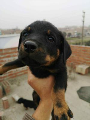 CACHORROS ROTTWEILER ALEMAN