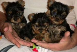 CACHORROS YORKSHIRES TERRIER PELUDISIMOS TOY