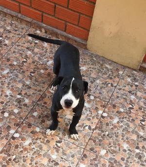 Cachorra American Staffordshire