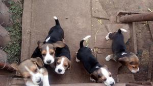 Cachorros Beagle en Venta Tricolor