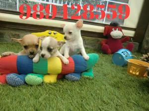 Cachorros Chihuahua Toy de Bolsillo