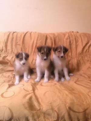 Cachorros Collie Lassie
