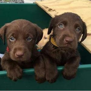 Cachorros Labrador