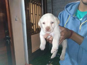 Cachorros Labradores 