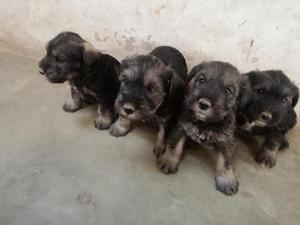 Cachorros schnauzer informes 