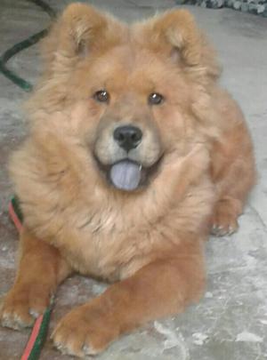 Chow Chow Busca Monta